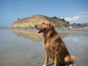 Dog Beach Del Mar